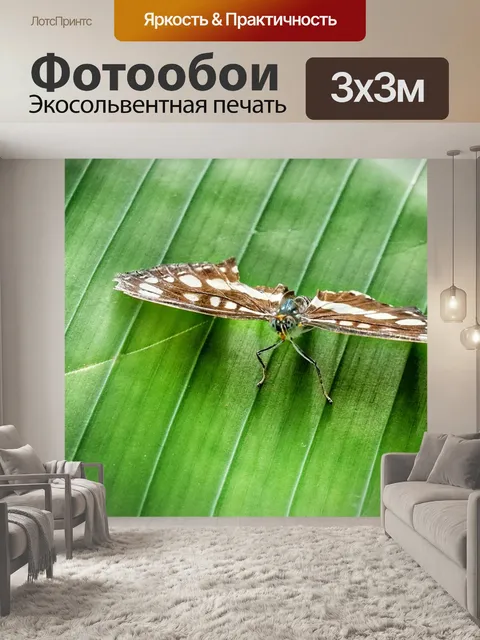Фотообои Бабочка
