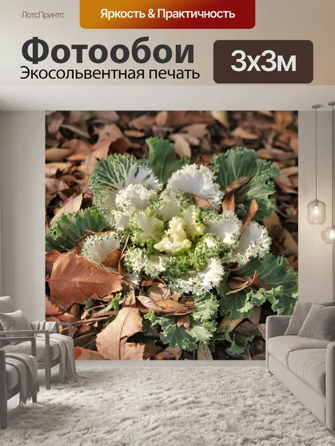 Фотообои Белая декоративная капуста осенью