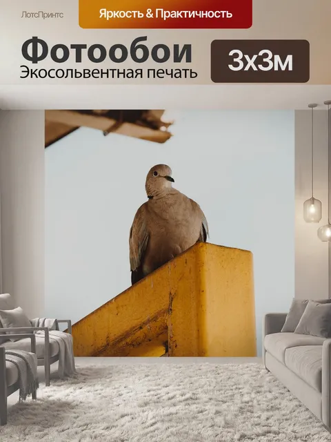 Фотообои Голубь