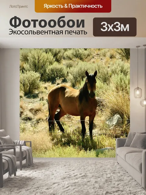 Фотообои Мустанг