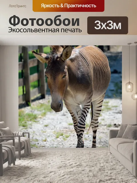Фотообои Zonkey Backgkround