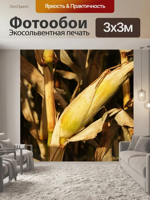 Фотообои Кукуруза