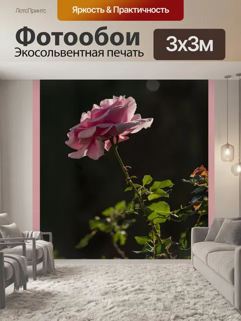 Фотообои Приветствие Шаблон Роза Цветок