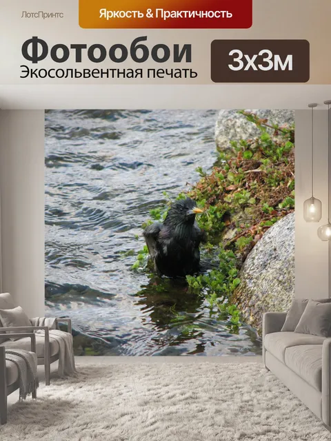 Фотообои Птица Купание