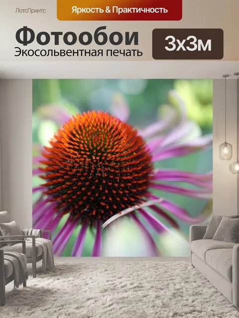 Фотообои Эхинацеи
