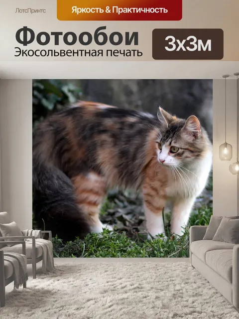 Фотообои Кот