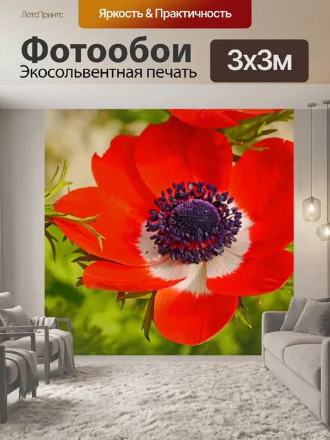 Фотообои Анемона
