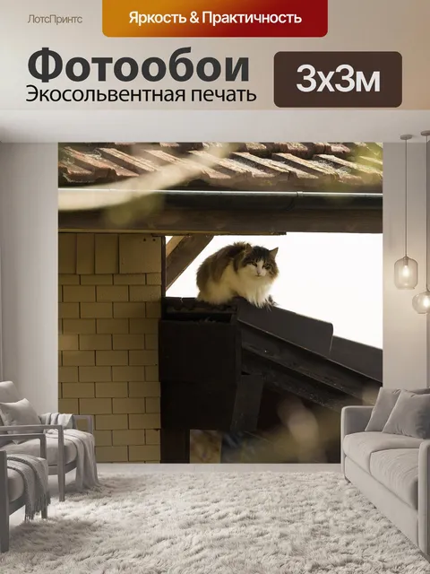 Фотообои Кот
