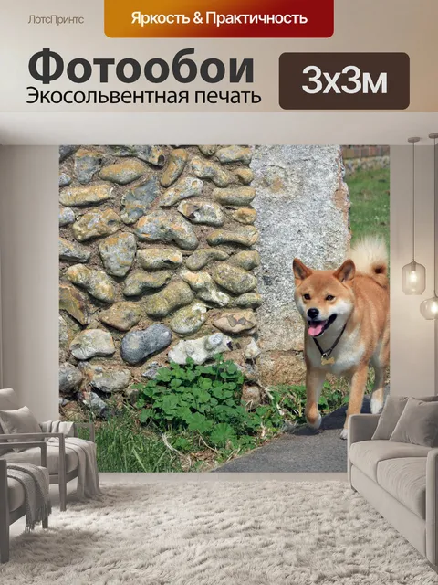 Фотообои Сиба-ину собаки