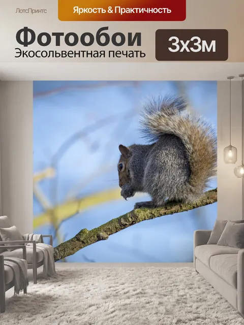 Фотообои Серые Белки Sciurus Carolinensis
