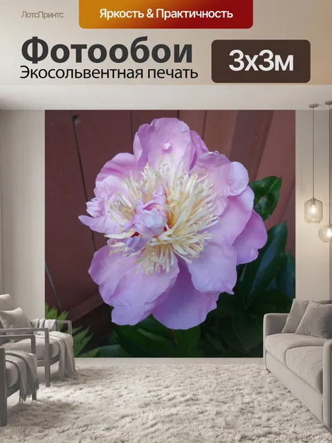 Фотообои Пион IV