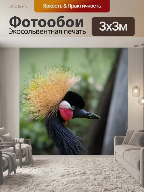 Фотообои Птица, Серый венценосный журавль