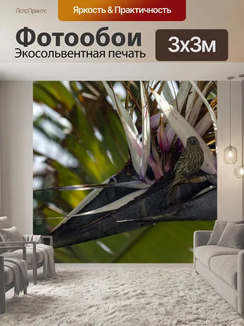 Фотообои воробей в райской птице