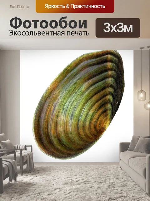 Фотообои Ракушка улитка винтажное искусство
