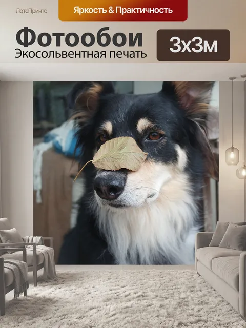 Фотообои Собака