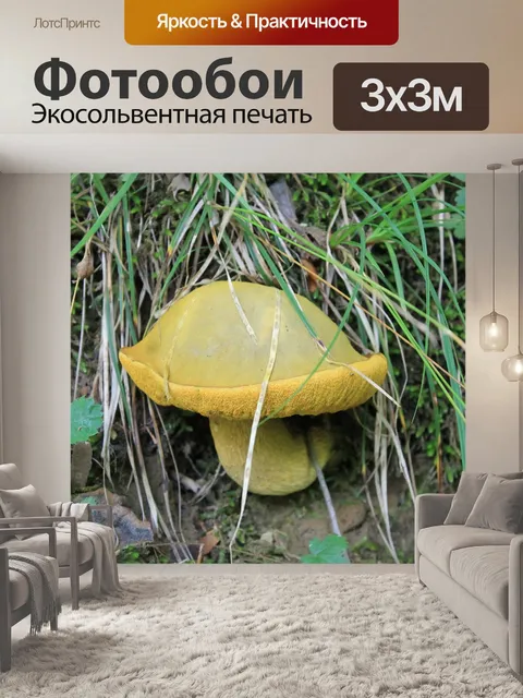 Фотообои Гриб