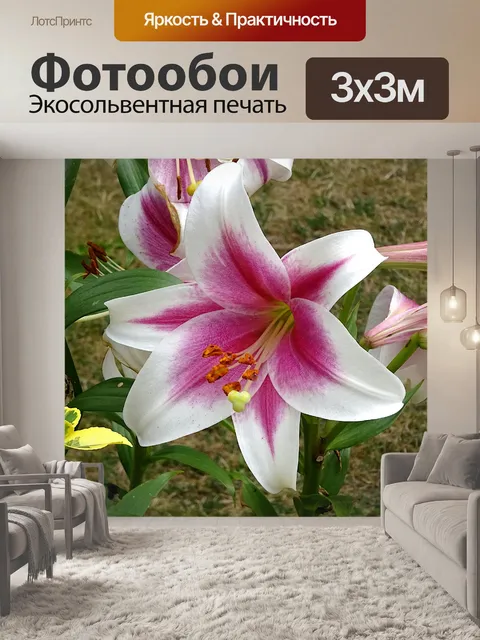 Фотообои Цветок садовой лилии