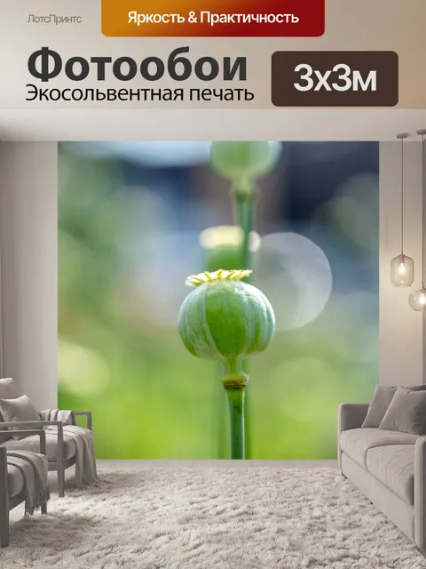 Фотообои Маковые капсулы