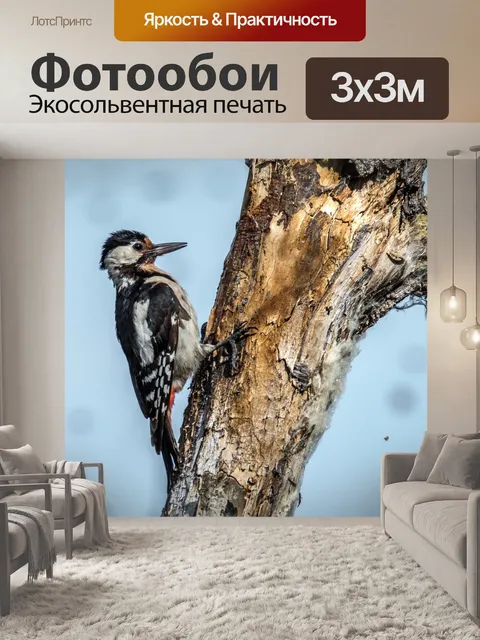 Фотообои Пятнистый дятел