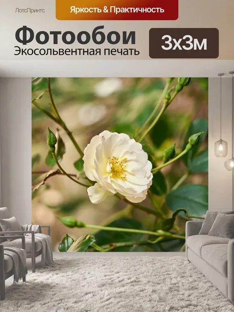 Фотообои белая роза