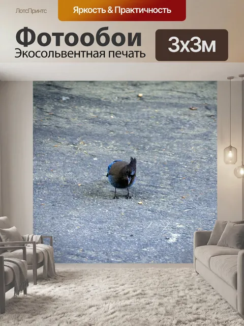 Фотообои голубая сойка
