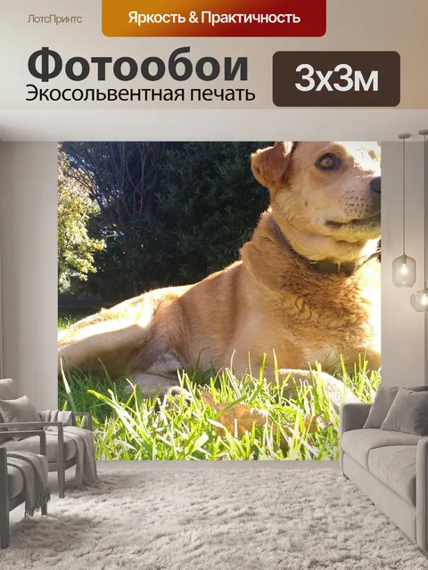 Фотообои Собака