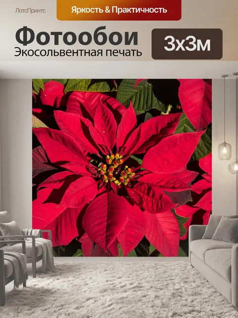 Фотообои Поинсеттиа