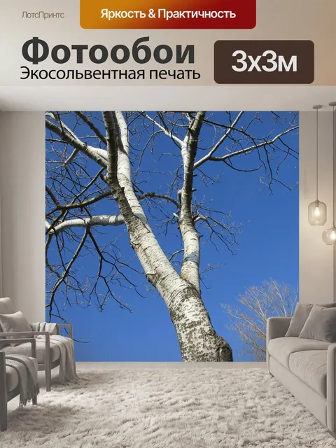 Фотообои Тополь