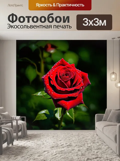 Фотообои роза, покрытая каплями росы на утреннем солнце