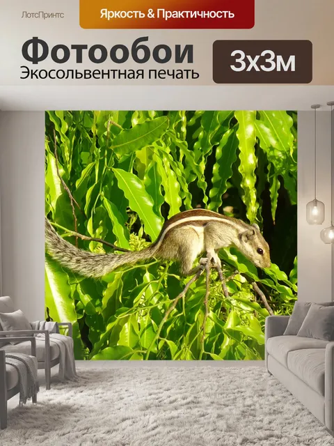 Фотообои Белка