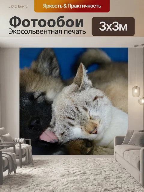 Фотообои Собака кошка