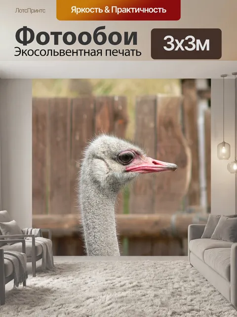 Фотообои Штраус