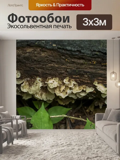 Фотообои Грибок