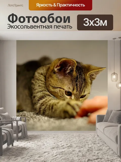 Фотообои Кошка