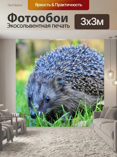 Фотообои Ежик