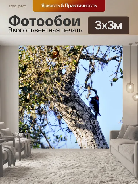 Фотообои Дятел в дереве