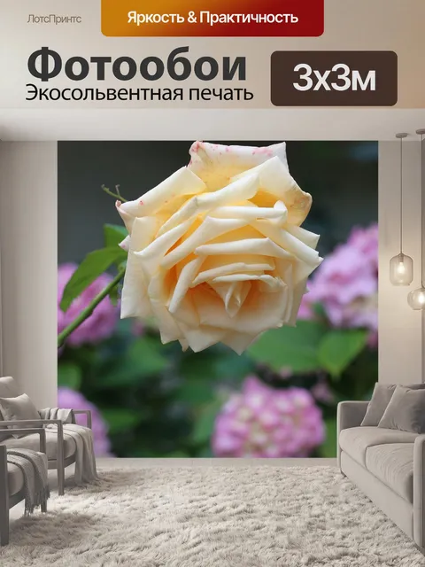 Фотообои Кремовая роза