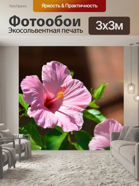 Фотообои Розовый цветок гибискуса