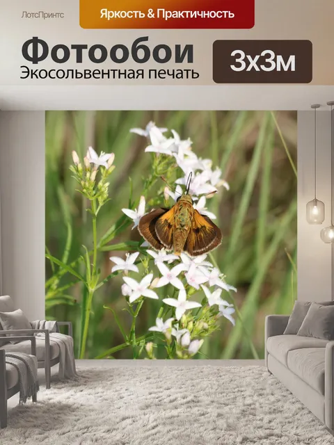 Фотообои Делавэр Шкипер Вид сверху 2