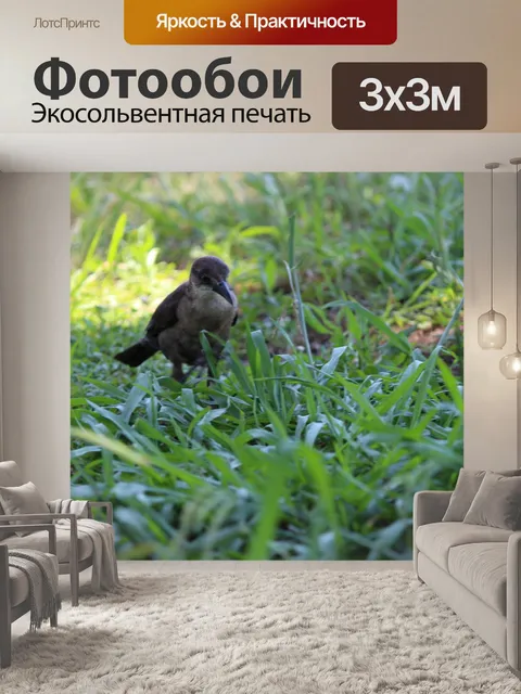 Фотообои Птица