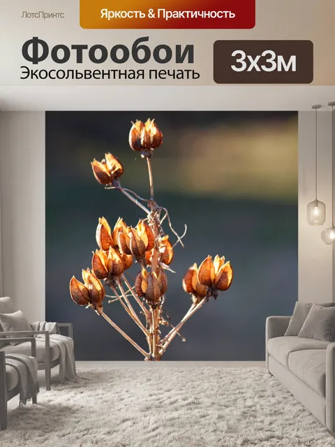 Фотообои гроздь стручков семян орнитогала