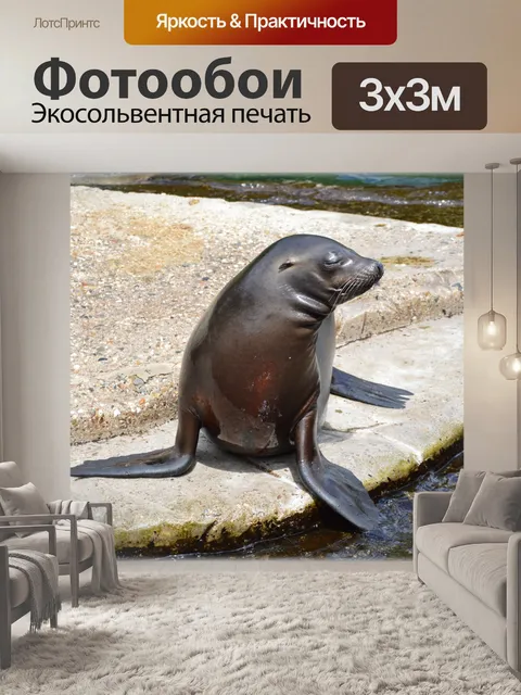 Фотообои Морские Львы 16 (серия 22)