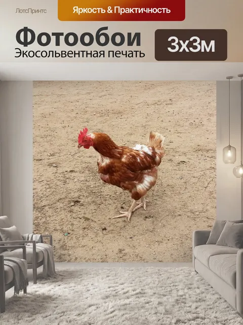 Фотообои Курица