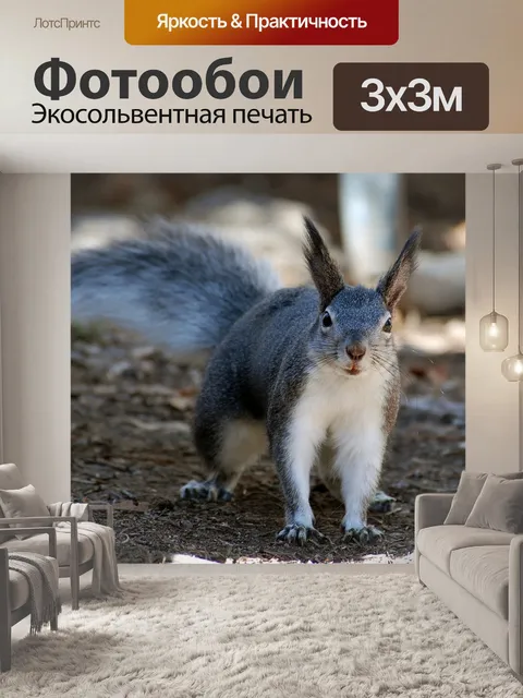 Фотообои Белка