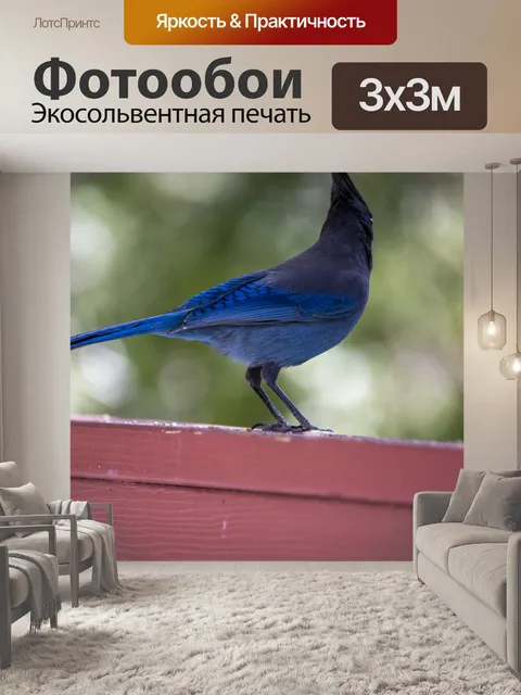 Фотообои Голубая сойка