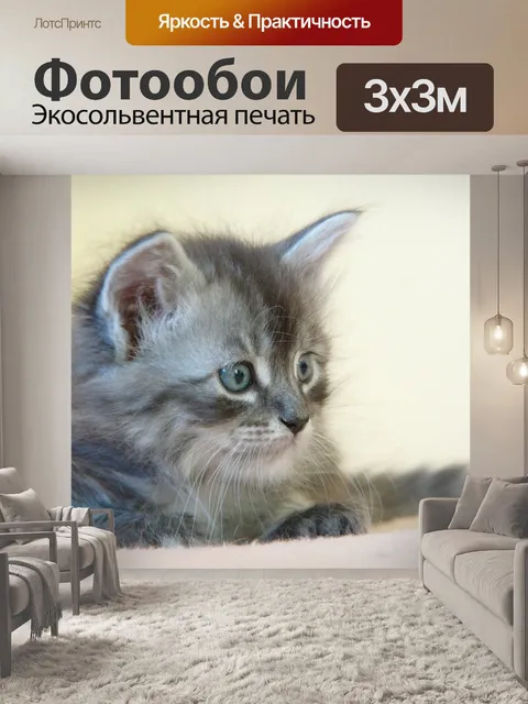 Фотообои Кот