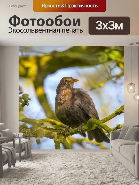 Фотообои Блэкберд Турдус Мерула