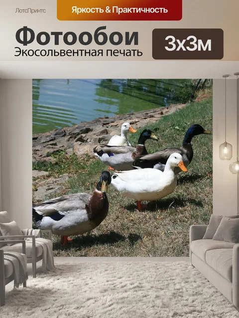 Фотообои утки на набережной