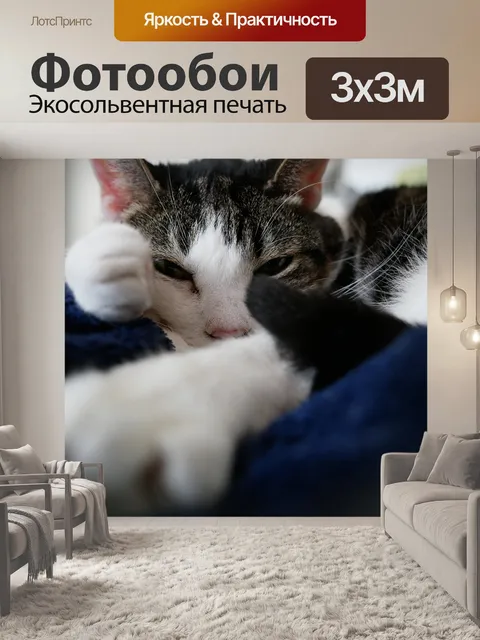 Фотообои Кот