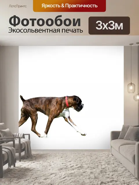 Фотообои Собака, изолированных белый фон